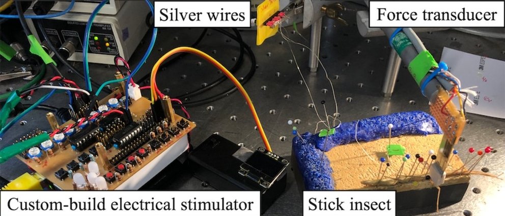 Cyborg Insects Update 2 – MetaDevo | Think Daily 9 lax 85275 elife 85275 fig1 v1 A